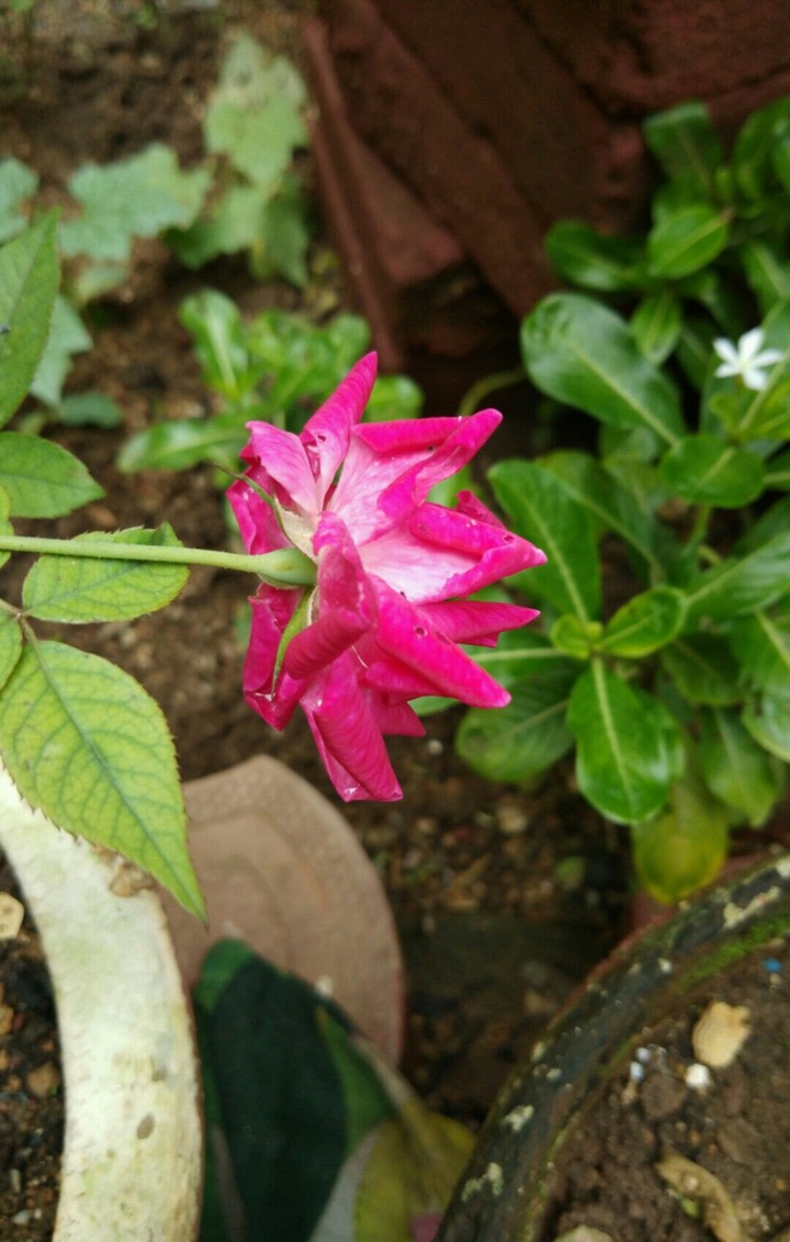 Pink Rose