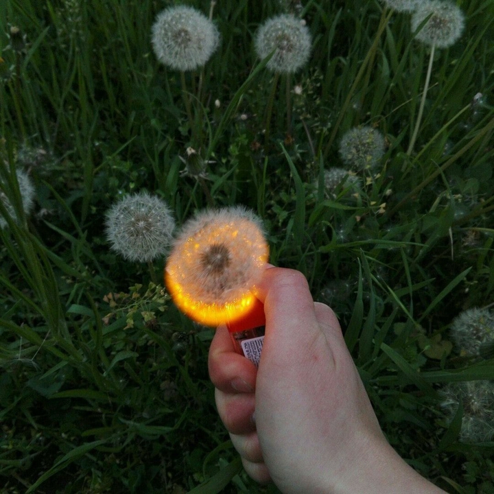 одуванчик