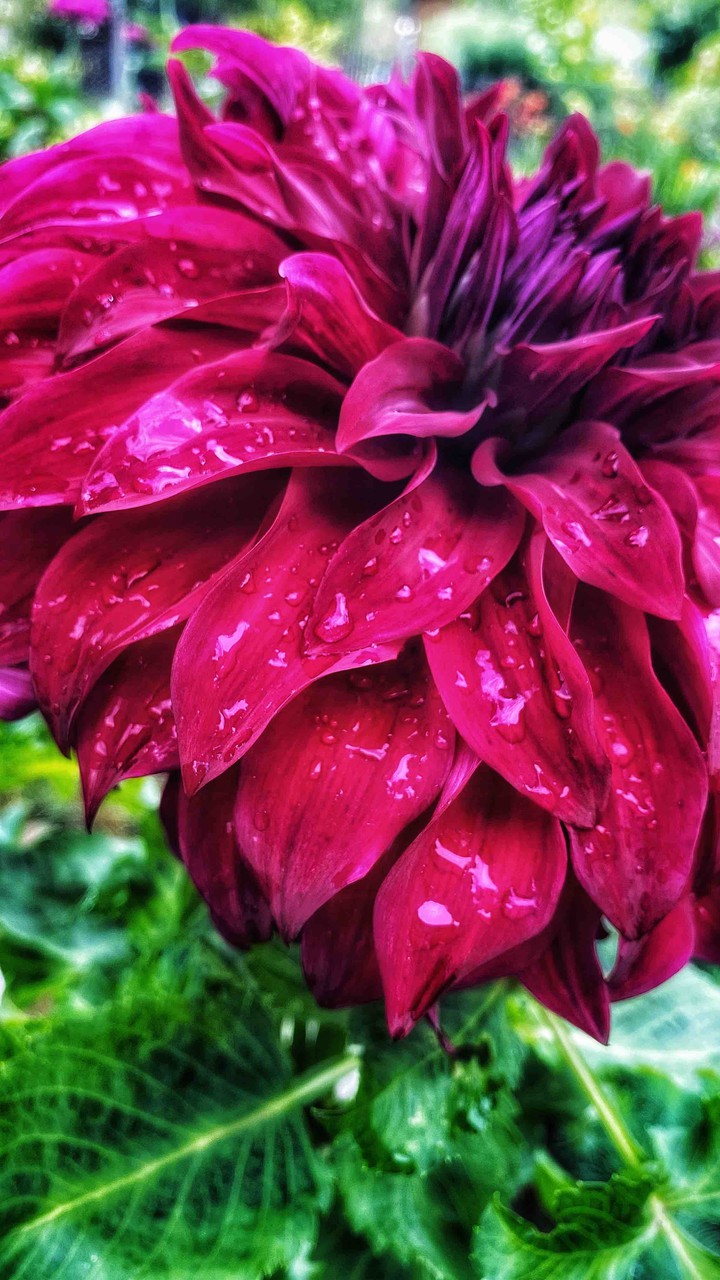 The King of Dahlias