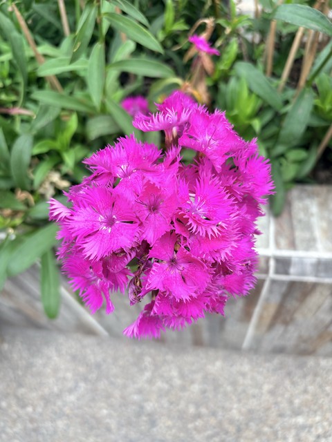 обои petal, Pollen