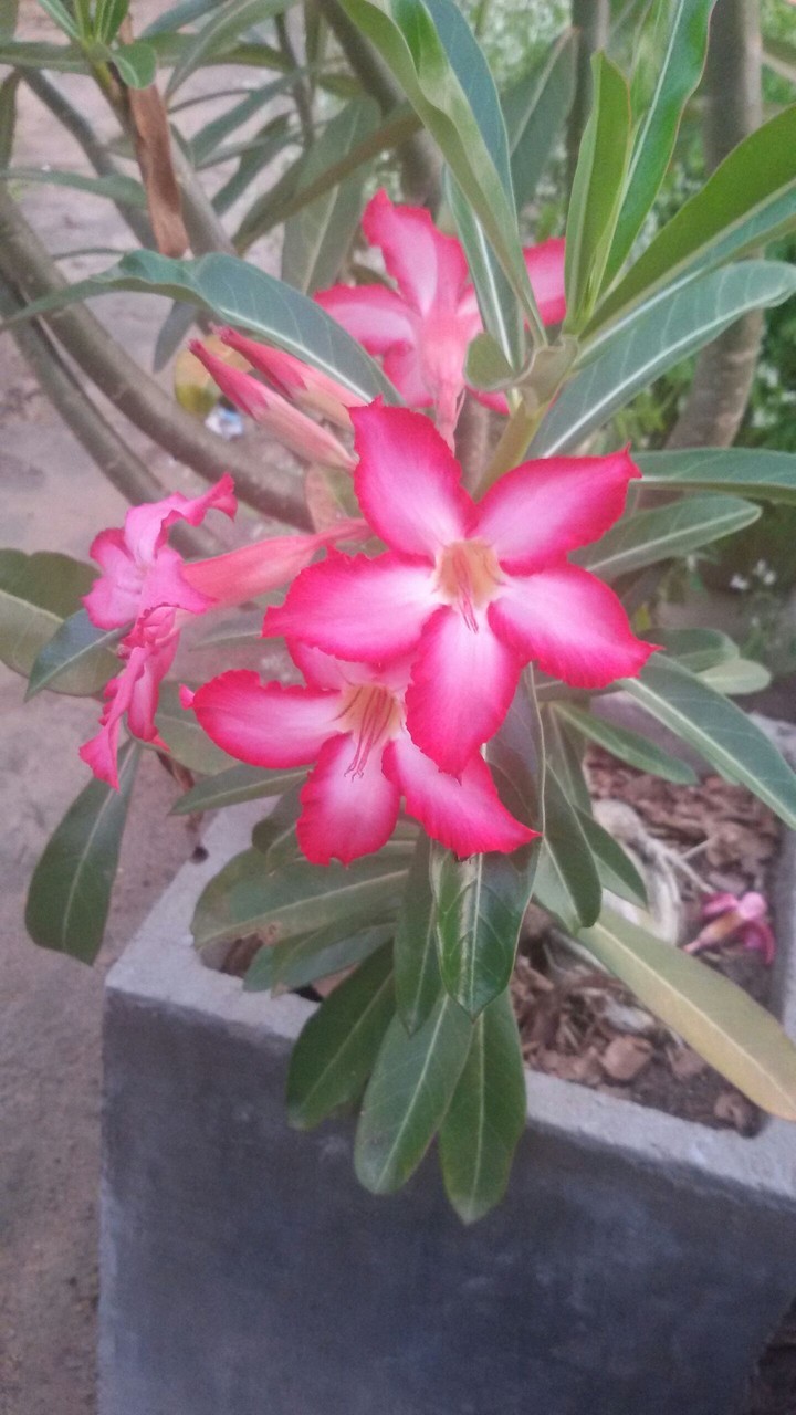 Linda