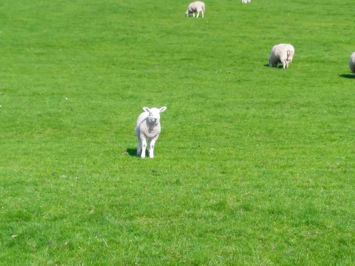 Cute Lamb