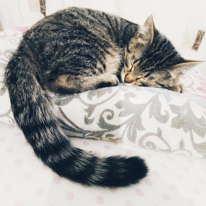 My kitty 