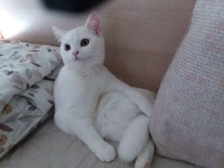 냥냥