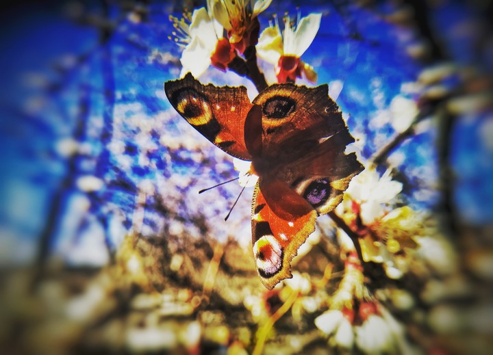 spring