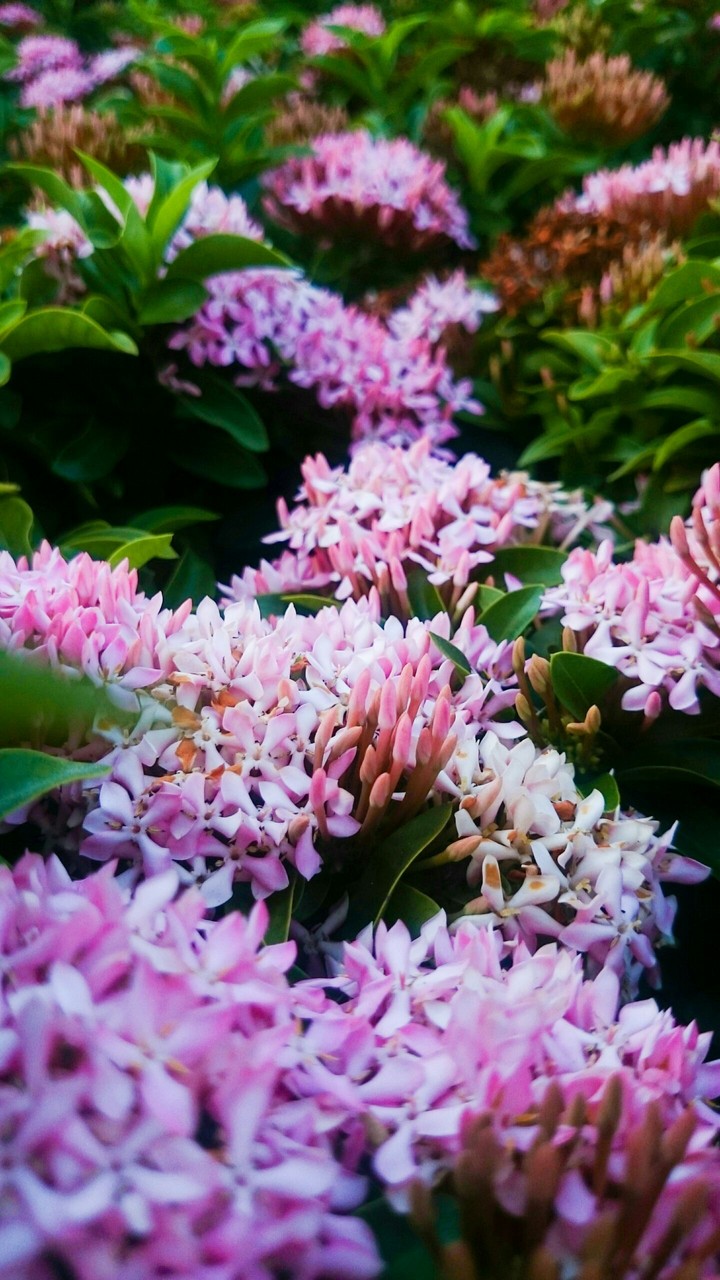 Pinky flowers