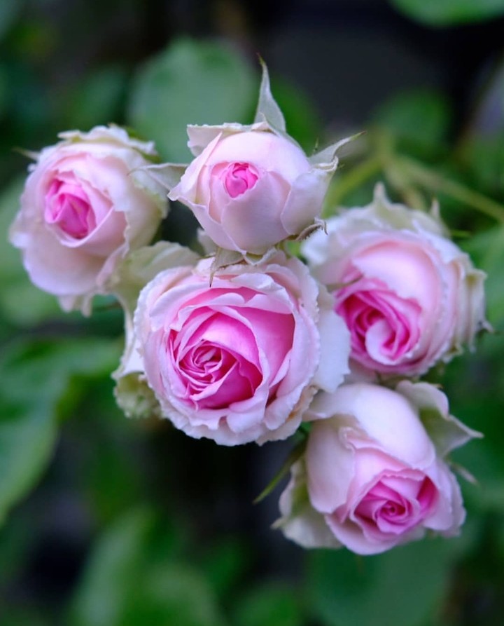 Roses
