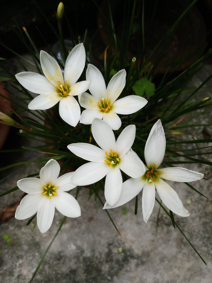 Lili