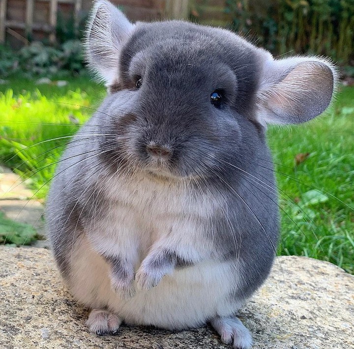 chinchilla