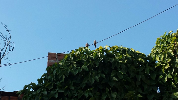casal de passarinho