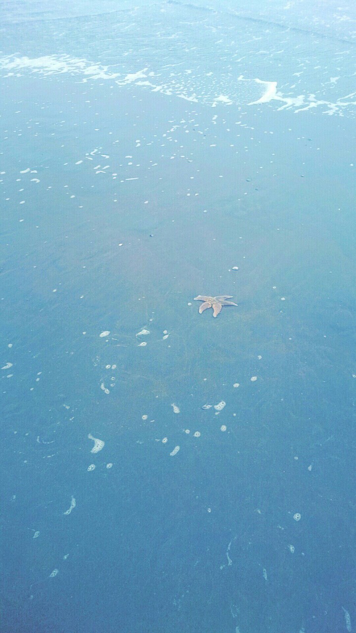 Starfish