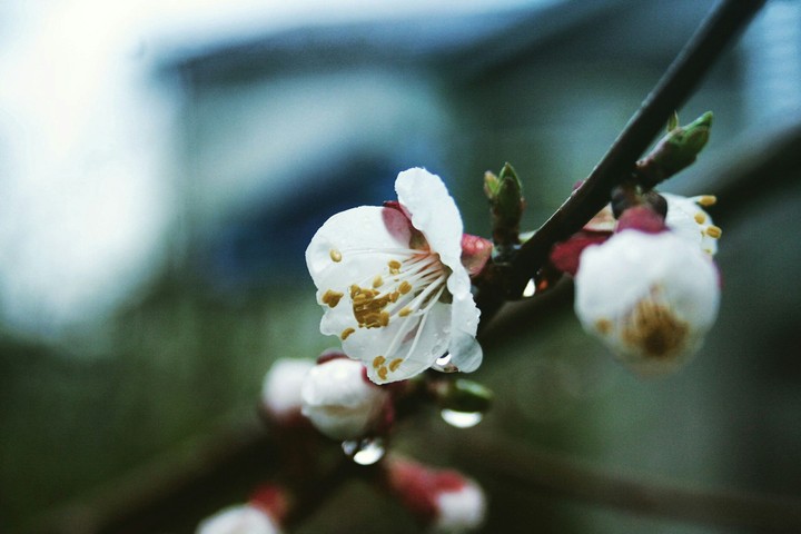sping