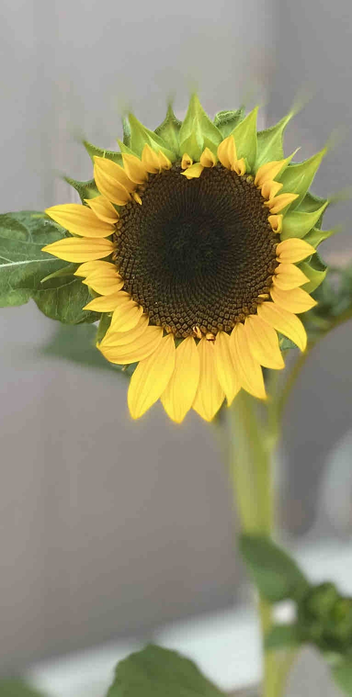 sunflowers