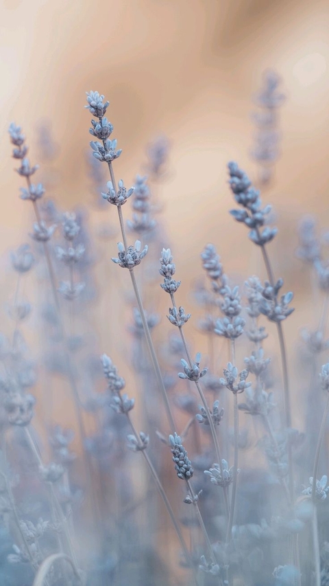 flower, wildflower wallpapers