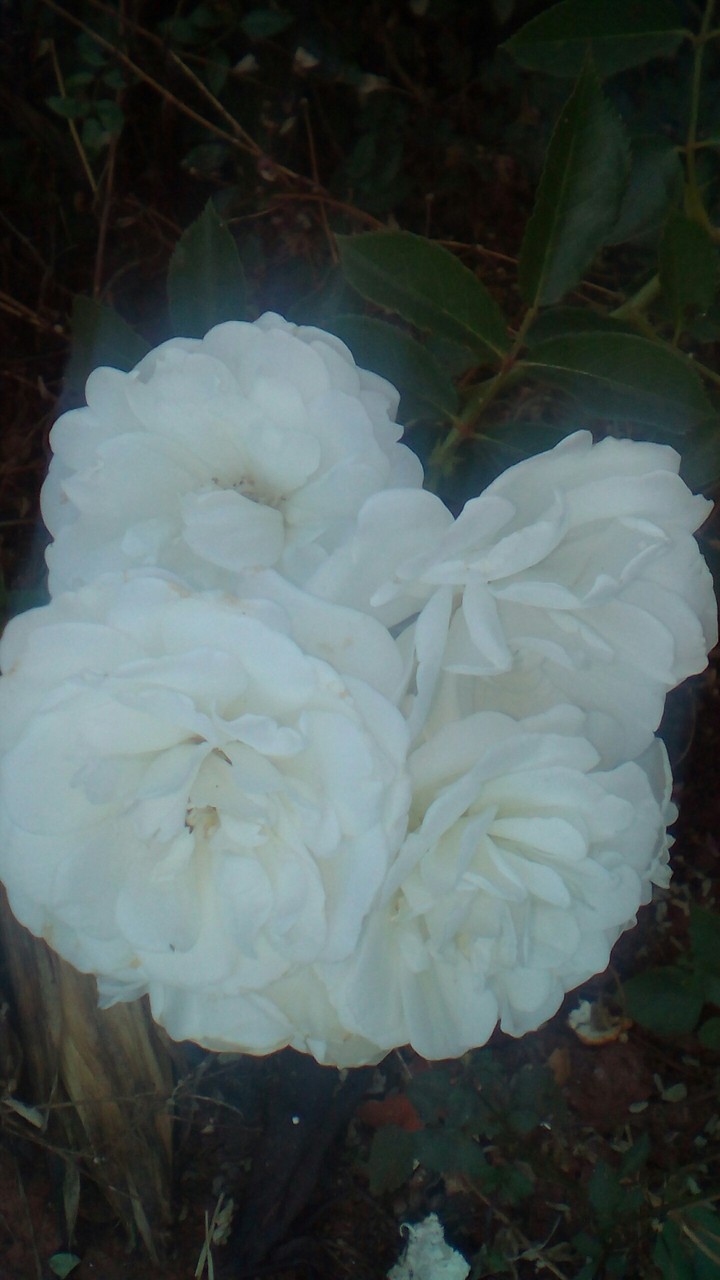rosas