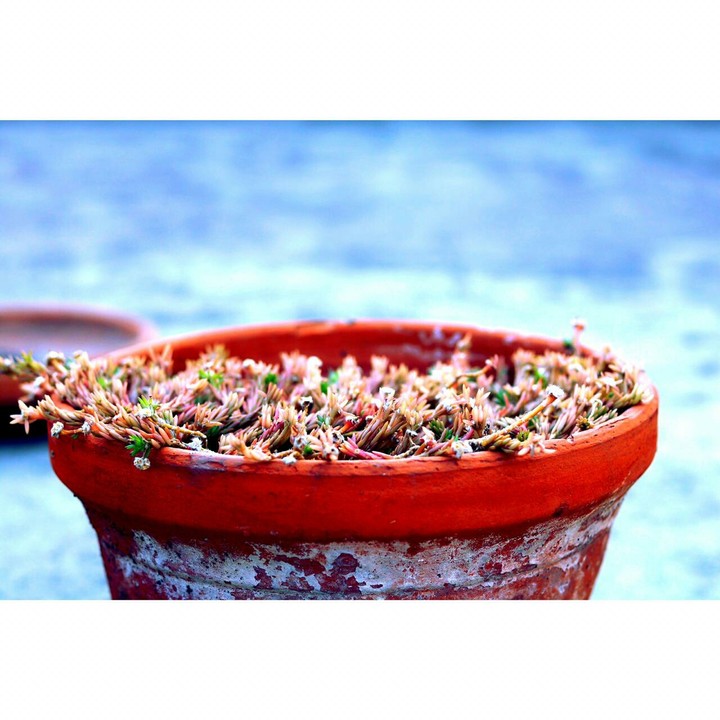 raing flowers