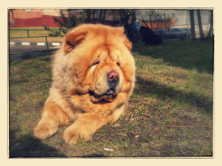 chow-chow
