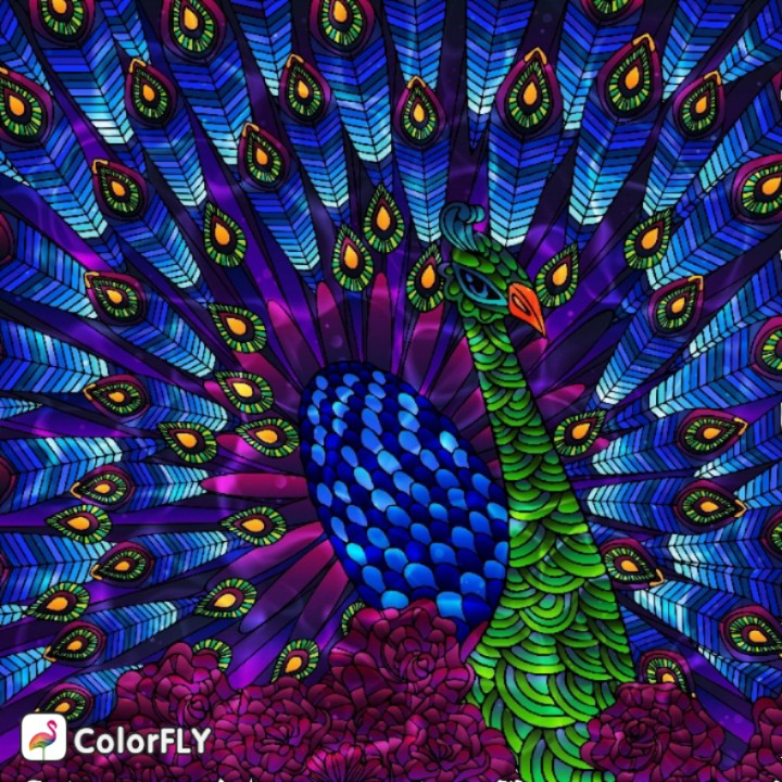 SHINY PEACOCK❤️❤️