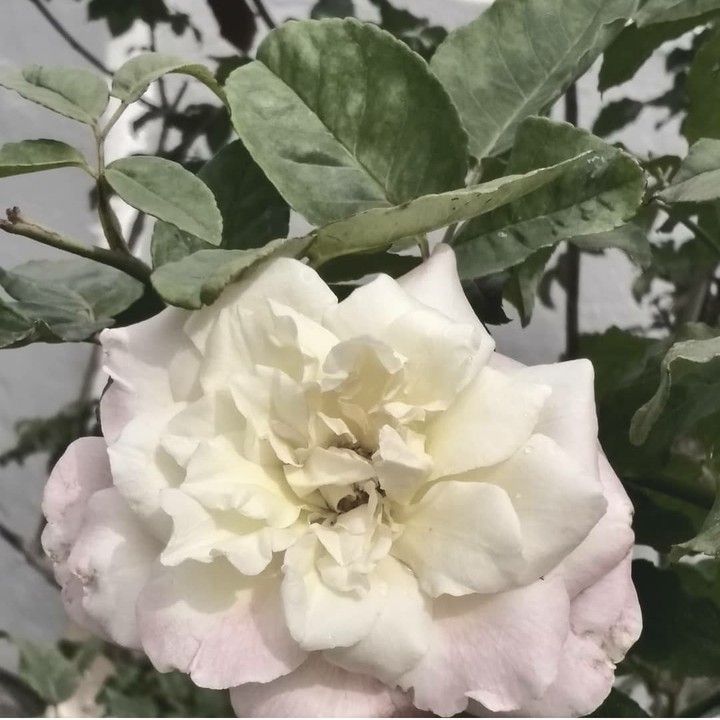 1080x1084