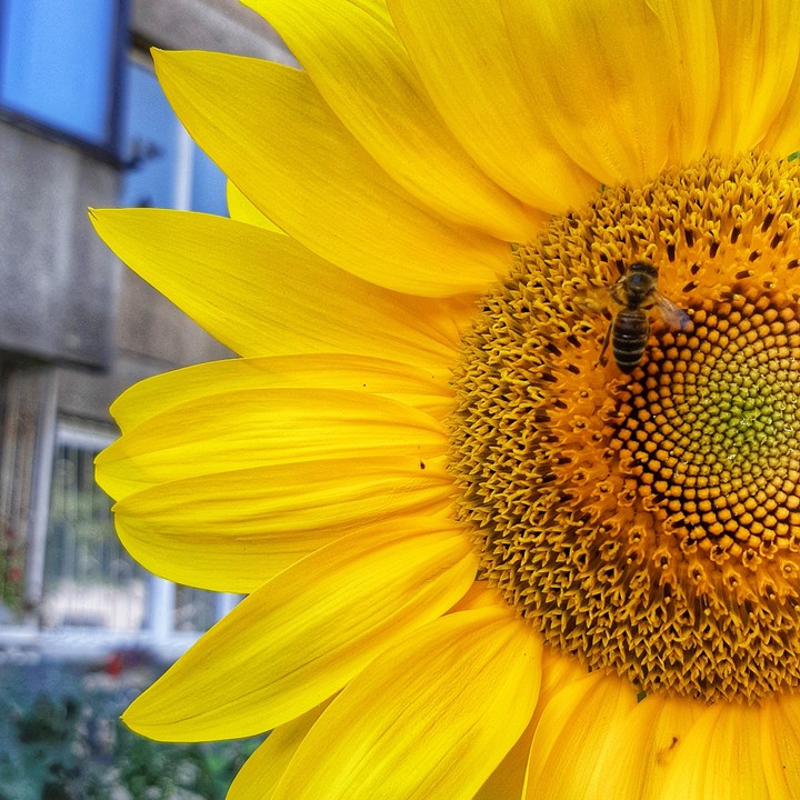 Sunflower & Bee