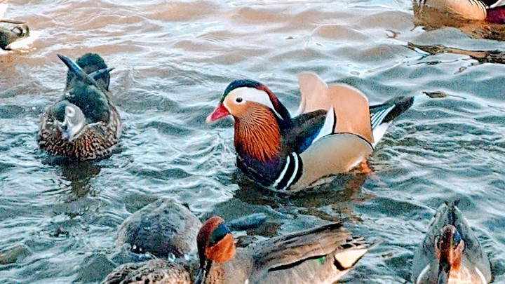 rare Mandarin duck