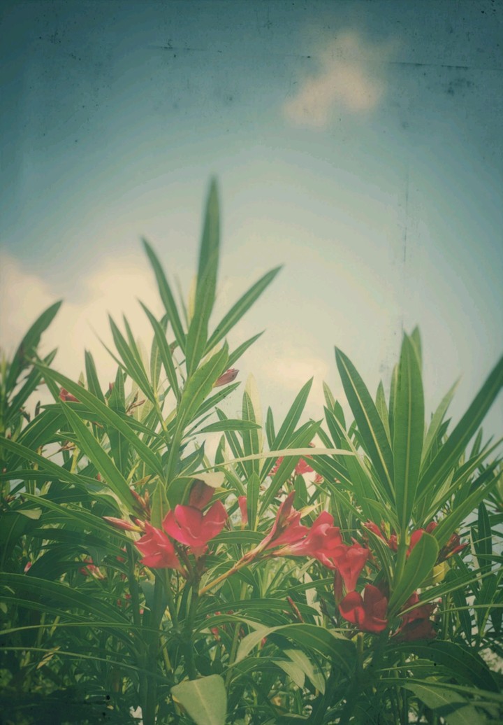 Summerfeelings