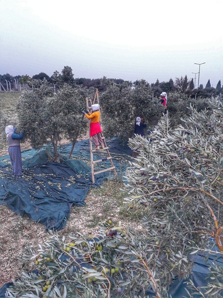 zeytin
