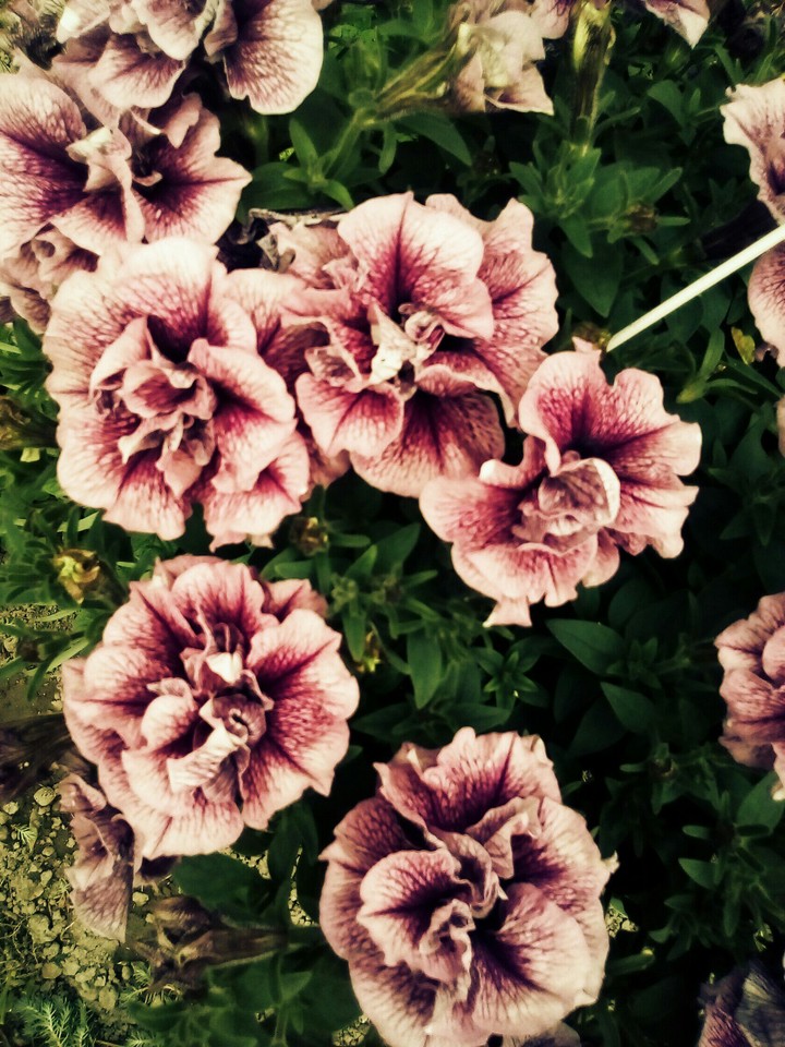 petunia