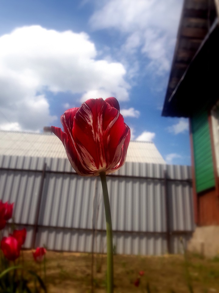 Flower