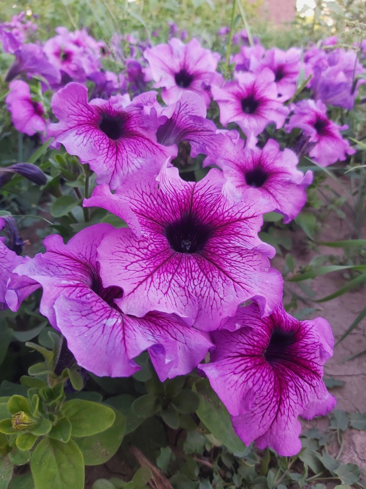 #цветочек #клумба#петунья#violet