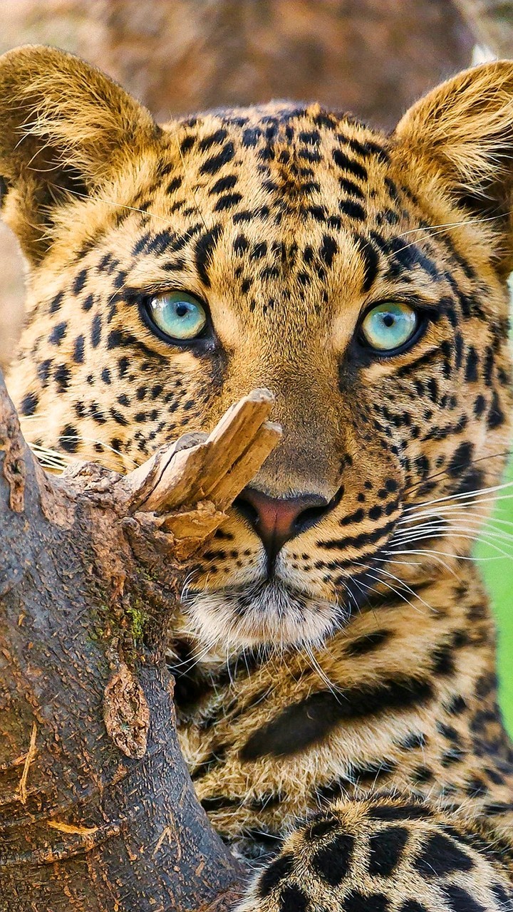 tiger