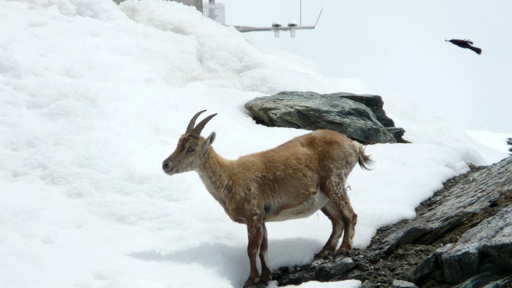 Steinbock auf dem Gornergrat