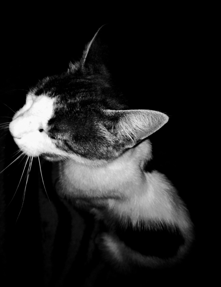 cat