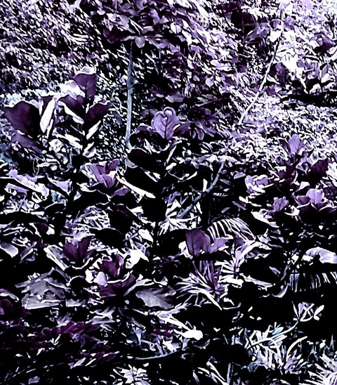 purple forest