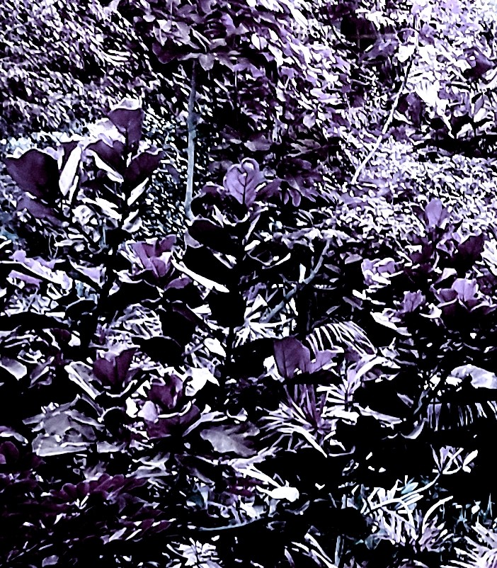 purple forest