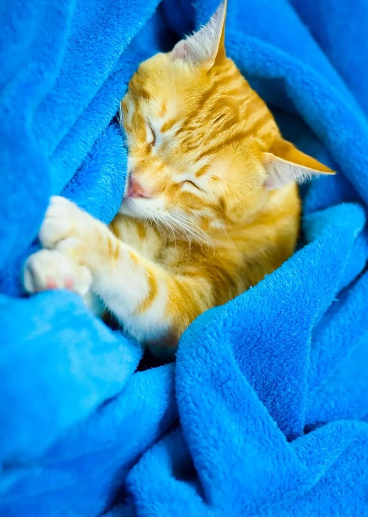 cute sleepy cat