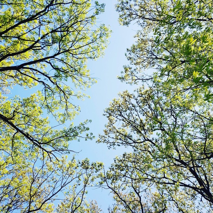 tree&sky