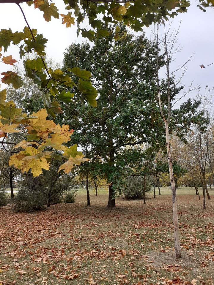 Autumn