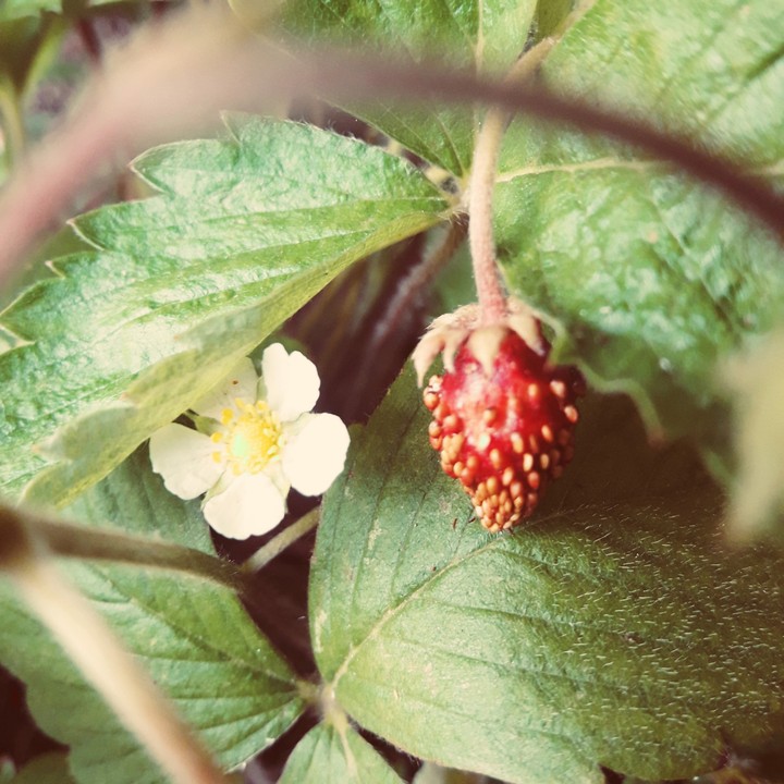 Small Strawberries