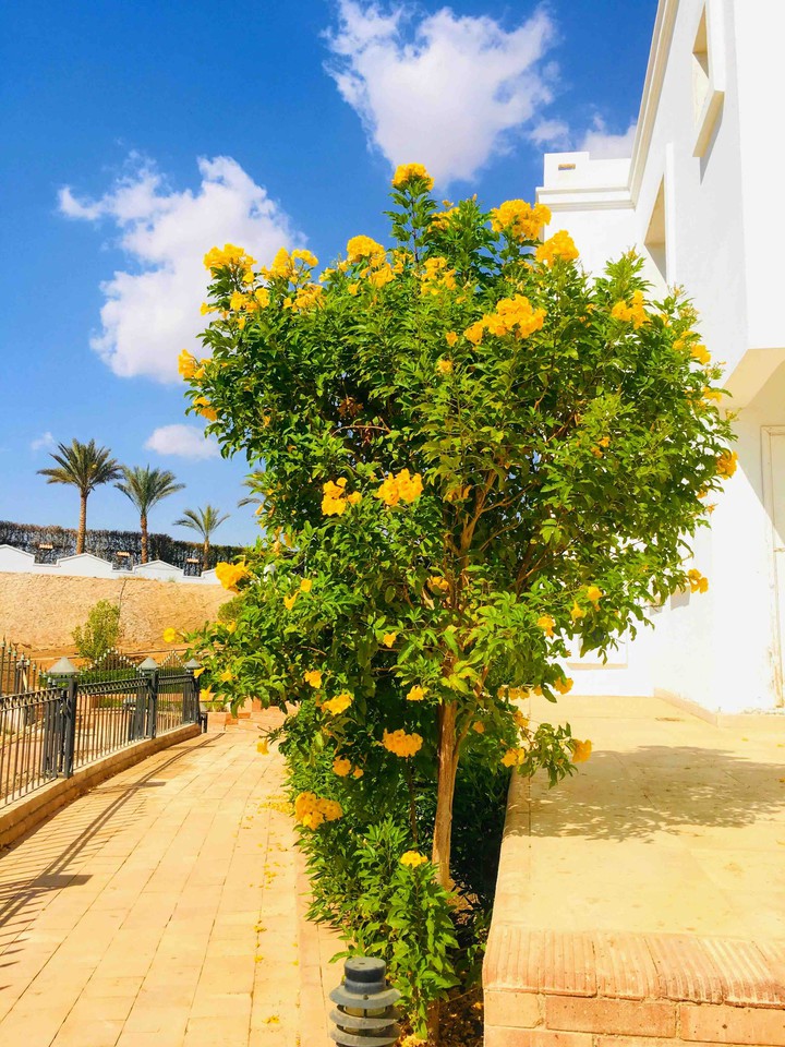 Sharm el sheikh