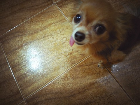 Rocky