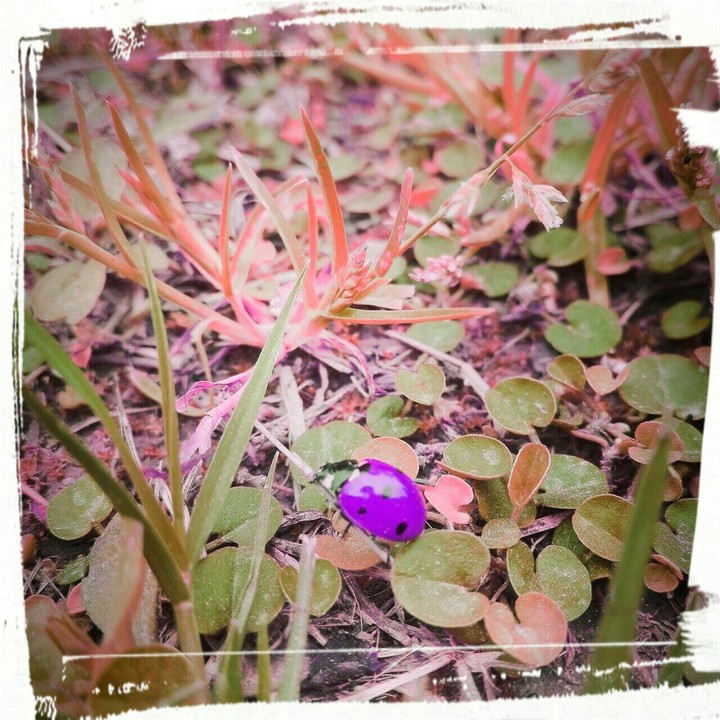 ladybug
