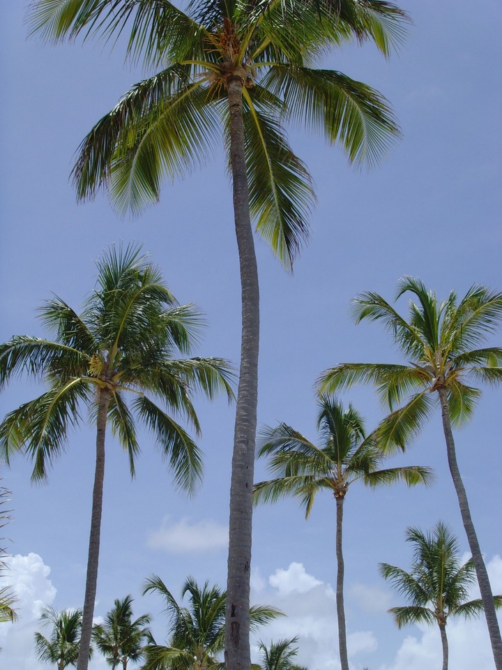 Palm trees