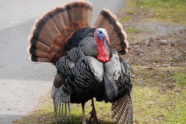 Turkeys Are True Animal Oddities