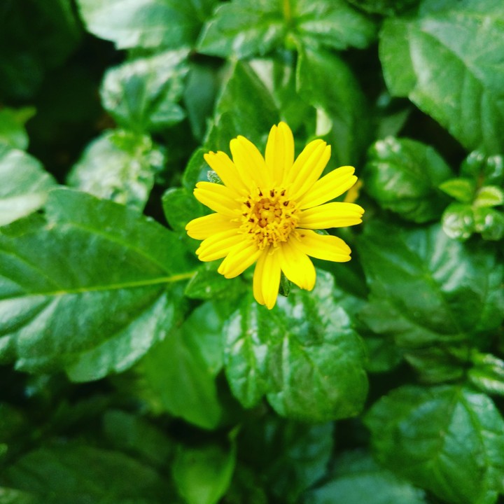 yellow flower