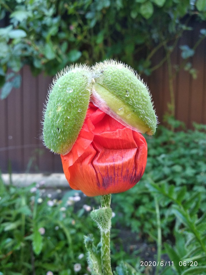 poppy