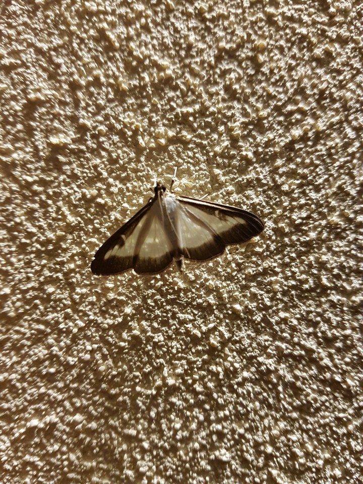 Gold Butterfly