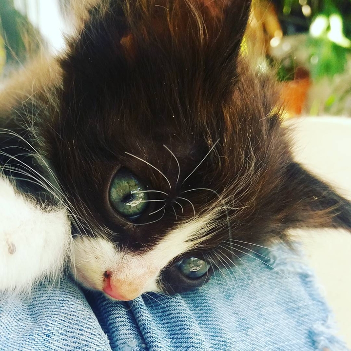 cat