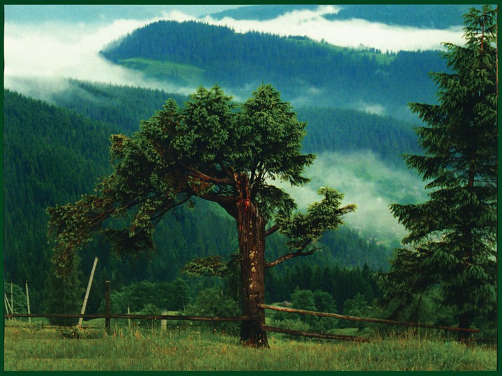 old tree