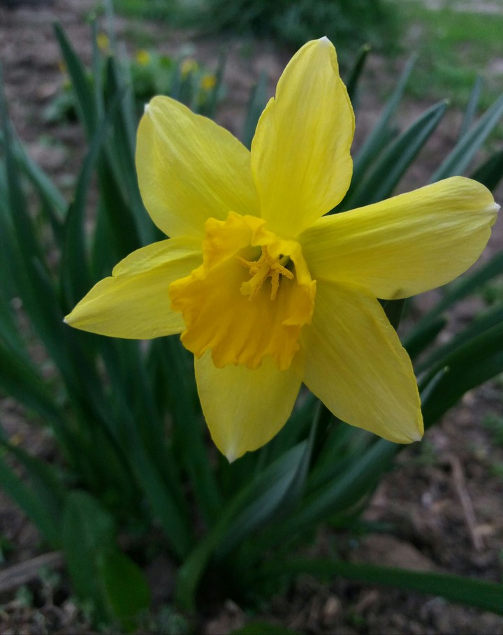 Narcissus